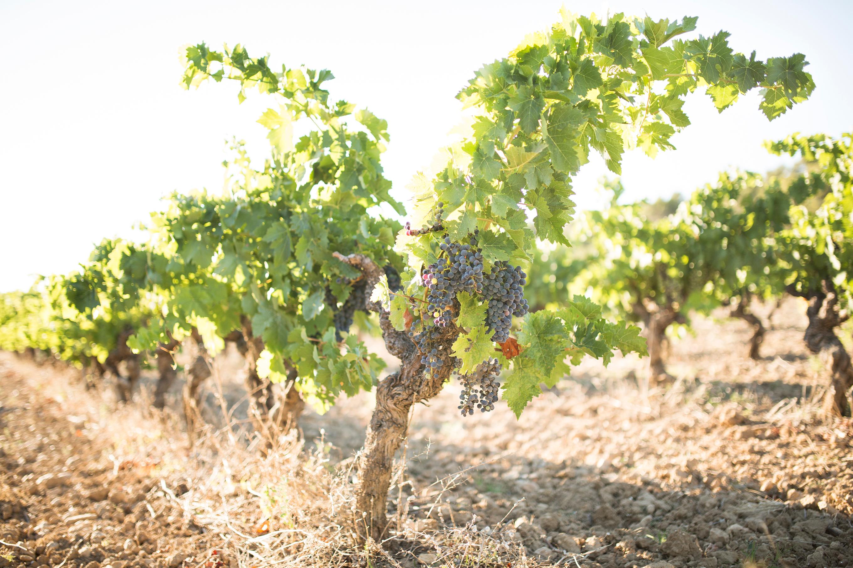 Provence - vignoble